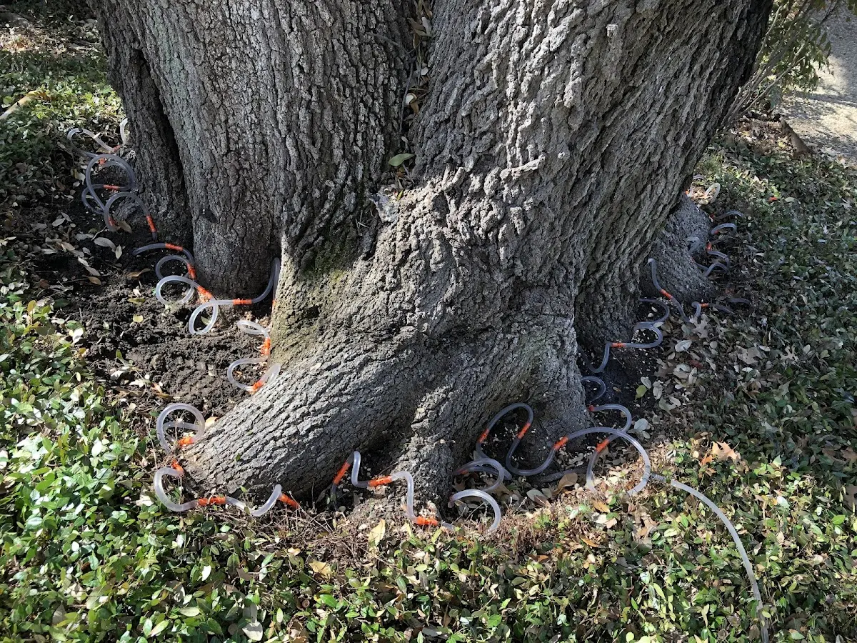 Detailed Tree Cabling and Bracing job site in Newhall